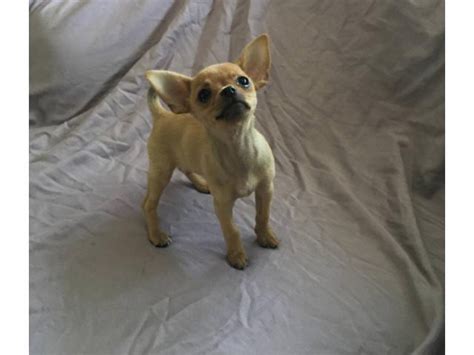 chihuahua for sale near me|More.